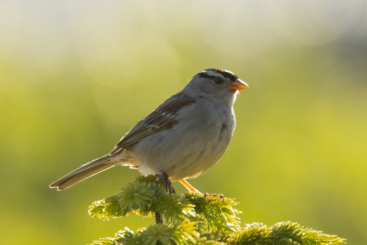 White-crowned Sparrow - ML620862826