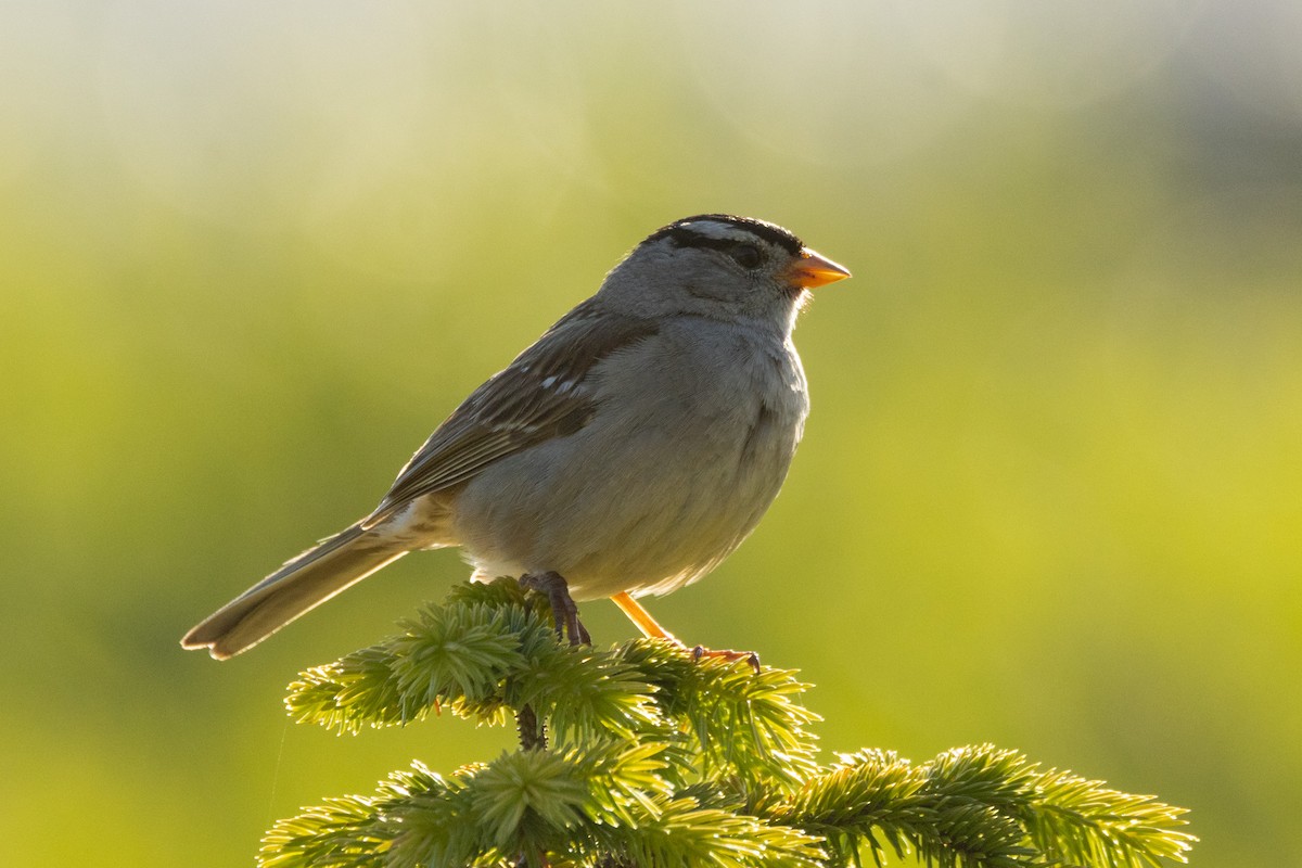 White-crowned Sparrow - ML620862827