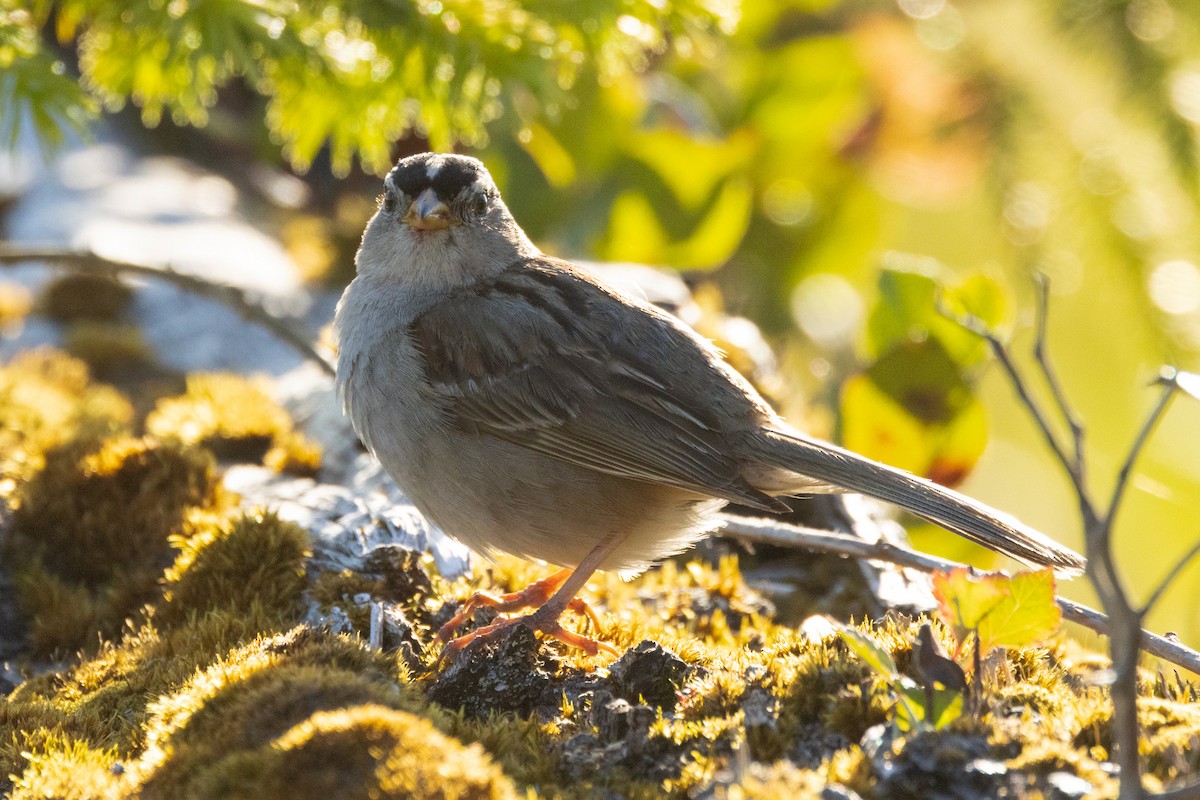 White-crowned Sparrow - ML620862828