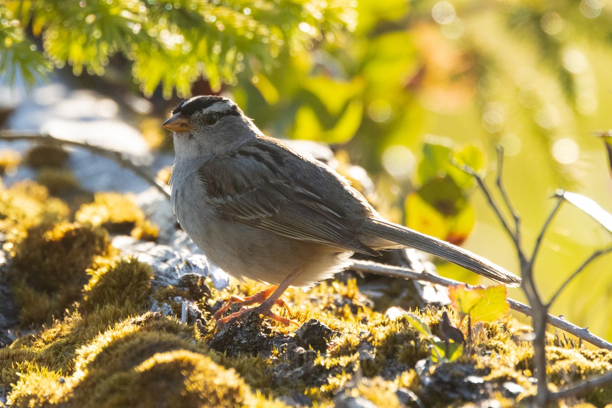 White-crowned Sparrow - ML620862829