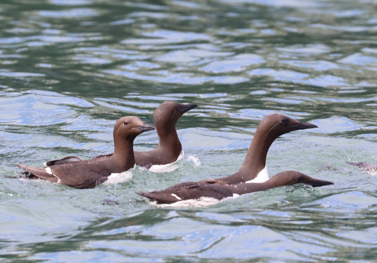 Common Murre - ML620862842