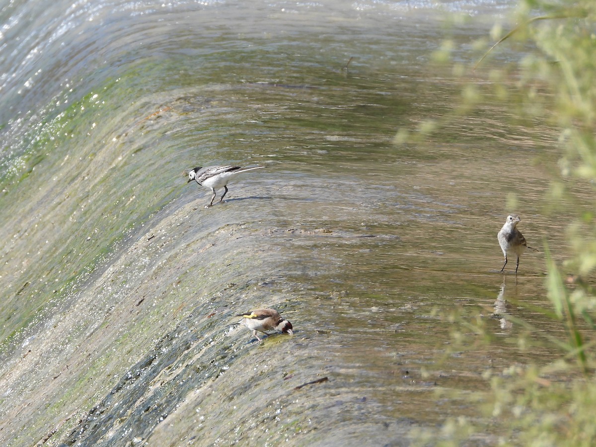 White Wagtail - ML620862852