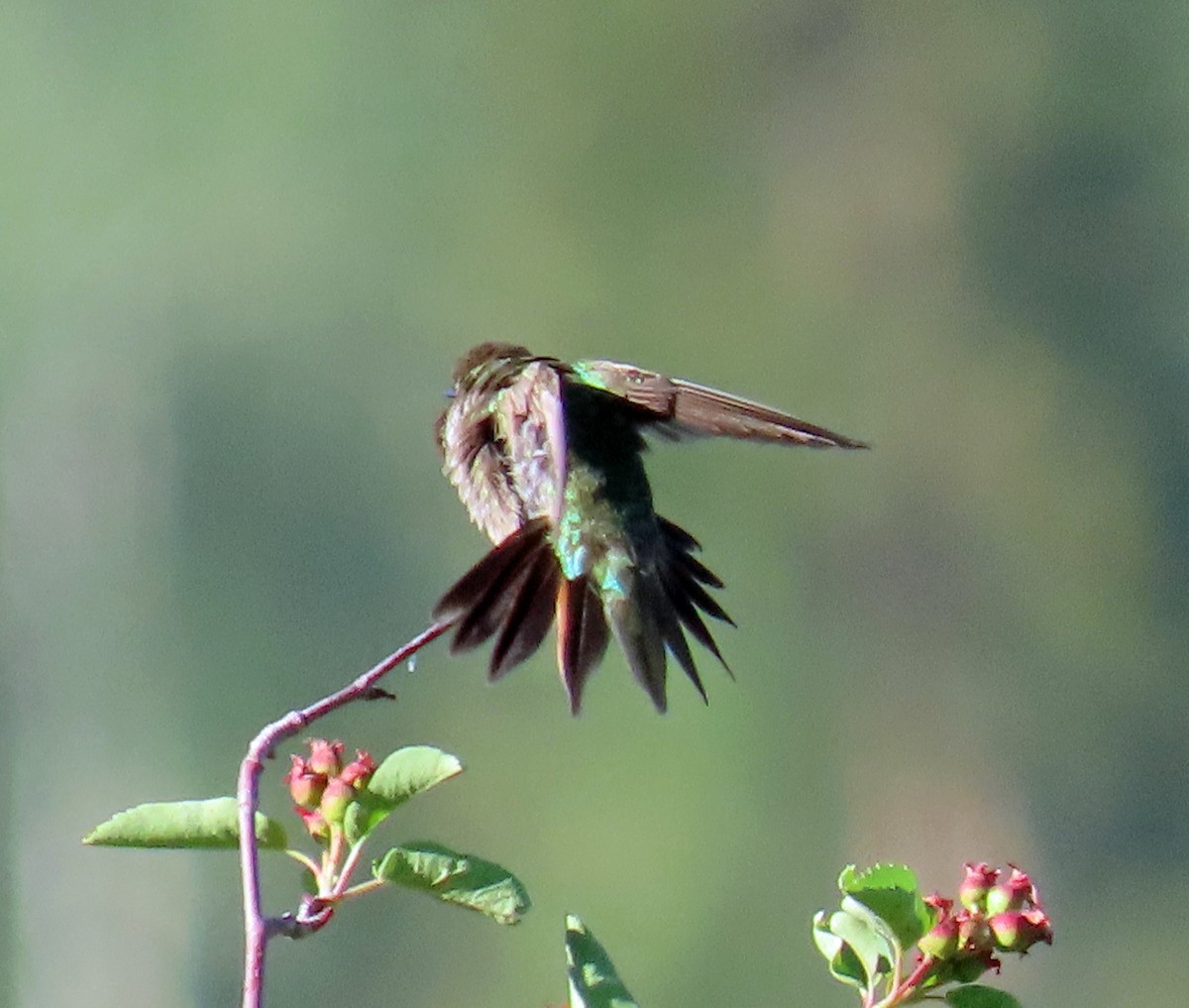 Broad-tailed Hummingbird - ML620862883