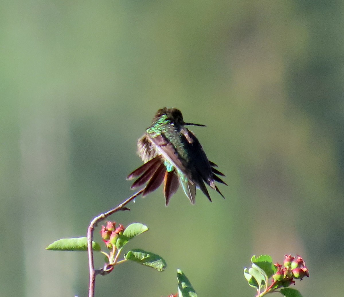 Broad-tailed Hummingbird - ML620862892