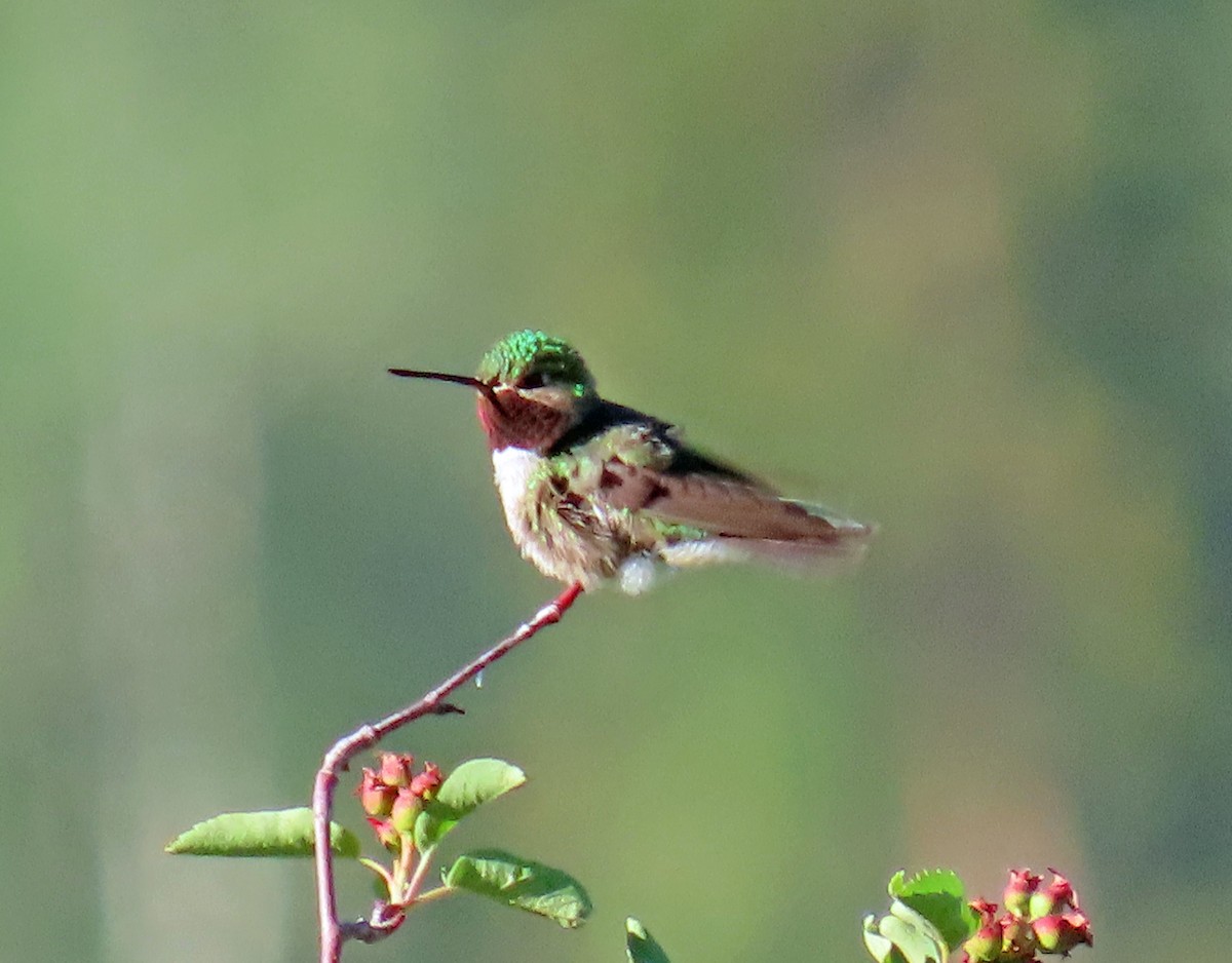 Broad-tailed Hummingbird - ML620862893