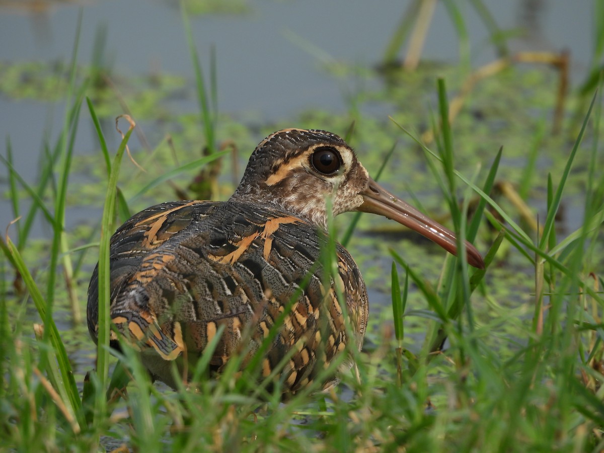 Greater Painted-Snipe - ML620862894