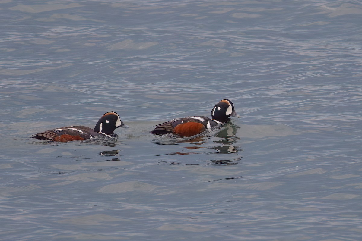 Harlequin Duck - Anne Déry