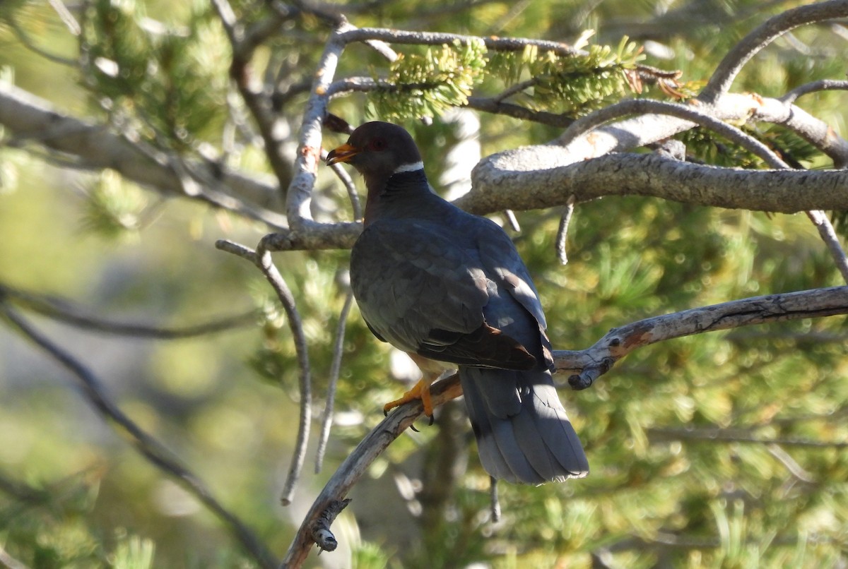 Band-tailed Pigeon - ML620862916