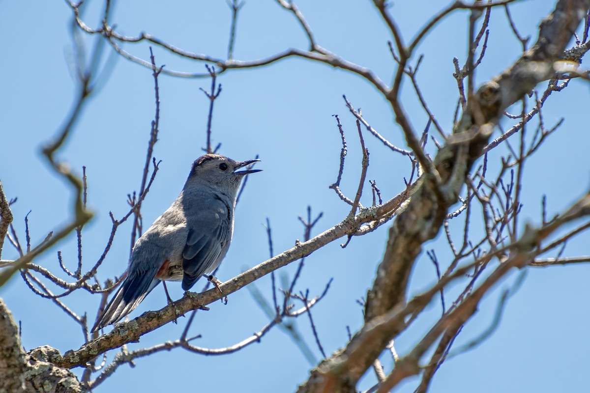 Gray Catbird - ML620862958