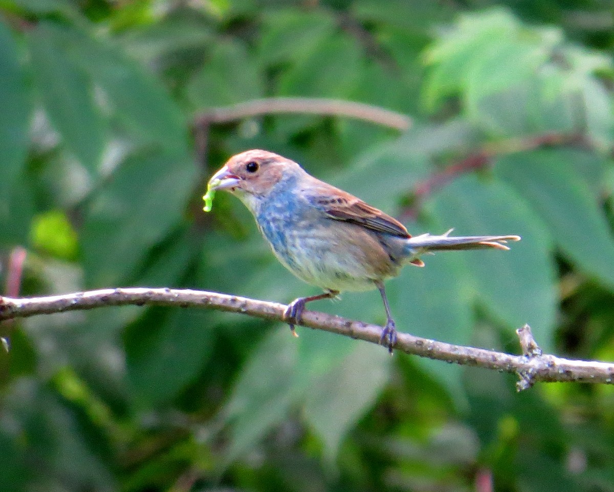 Passerin indigo - ML620862967