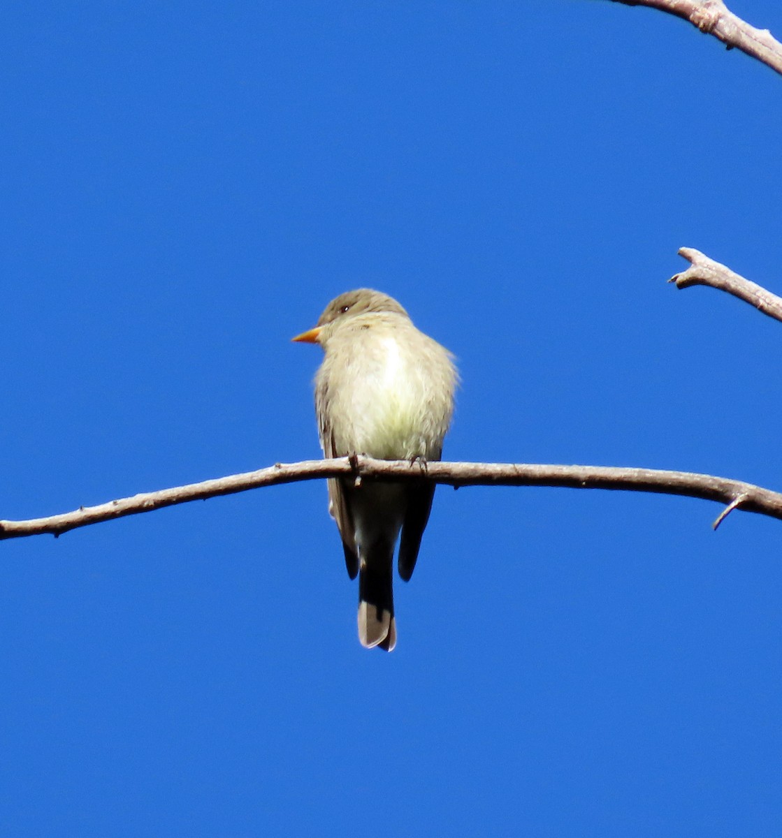 Western Wood-Pewee - ML620862969