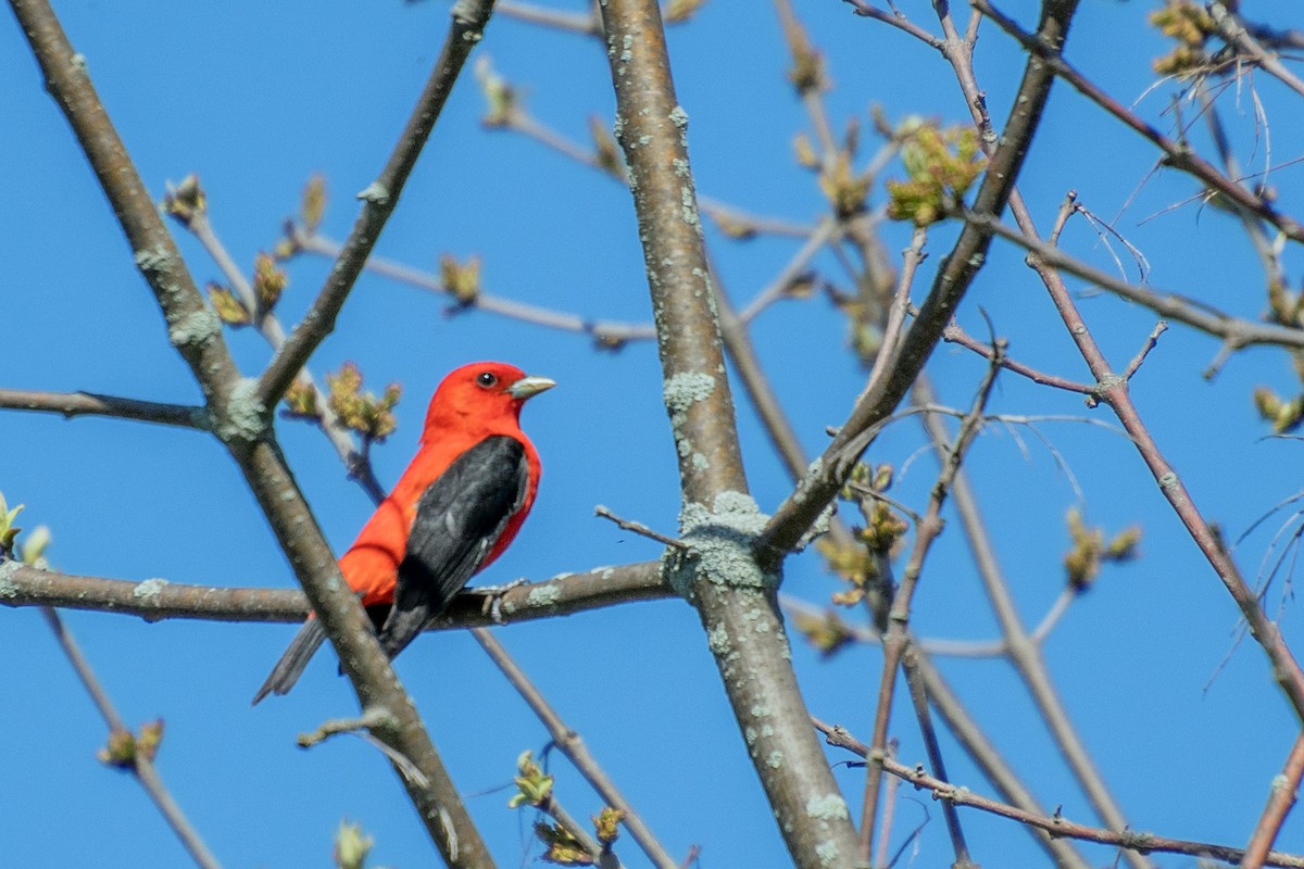 Scarlet Tanager - ML620862972