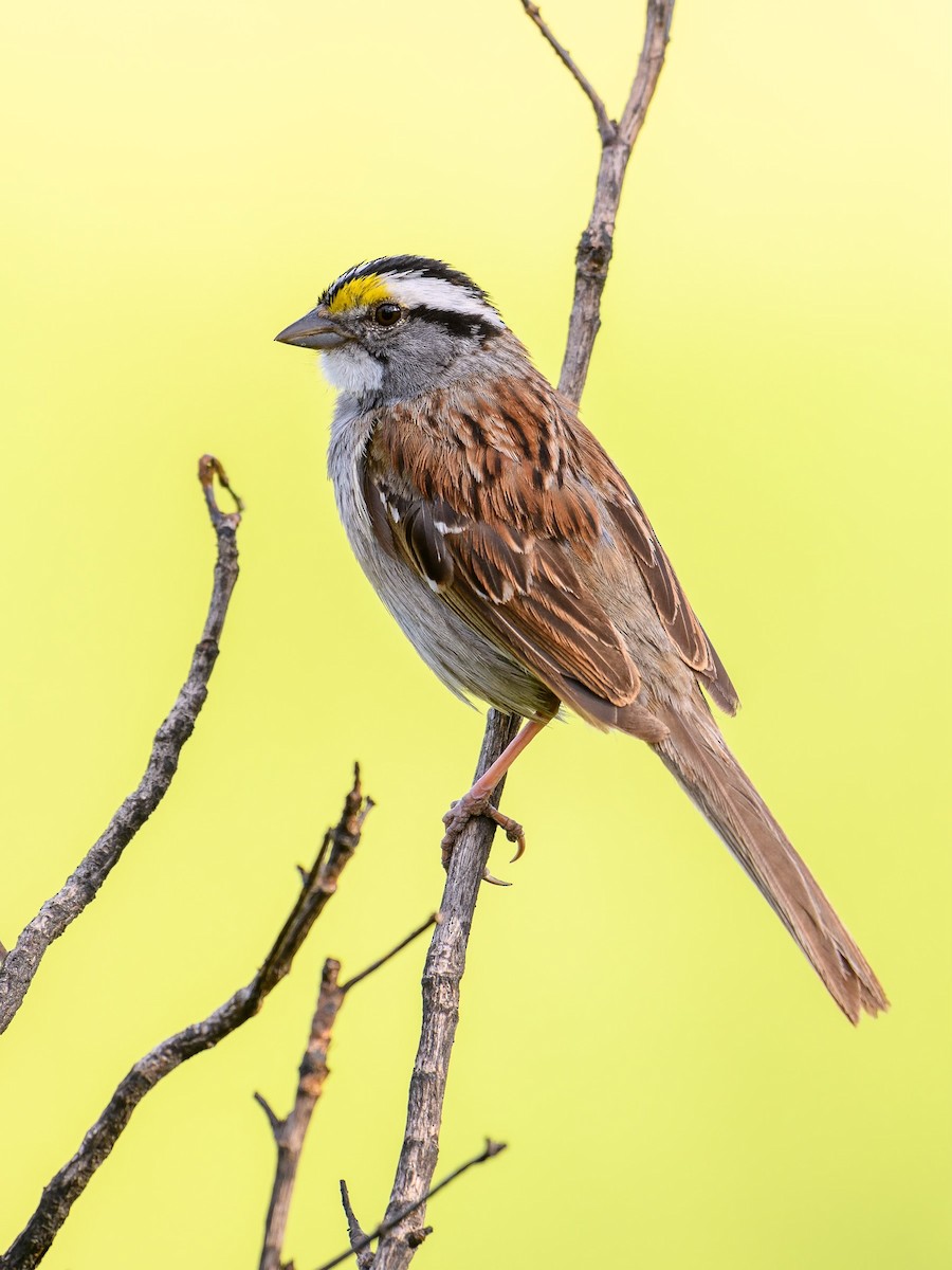 White-throated Sparrow - ML620862975
