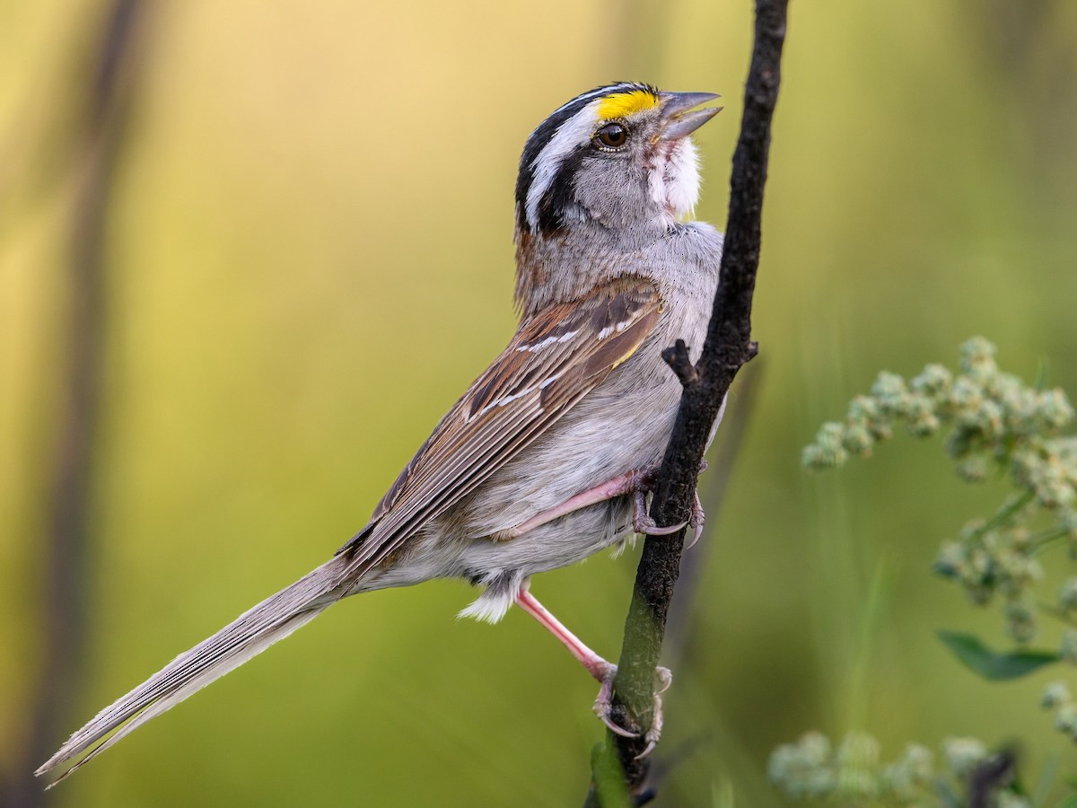 White-throated Sparrow - ML620862976