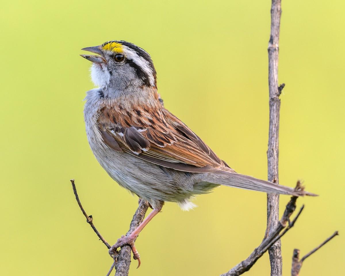 White-throated Sparrow - ML620862977