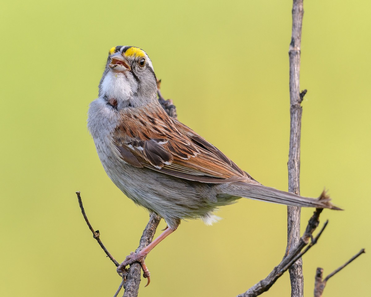 White-throated Sparrow - ML620862978