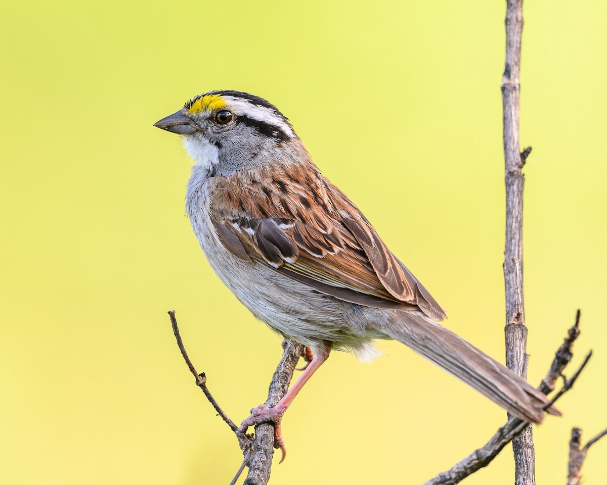 White-throated Sparrow - ML620862979