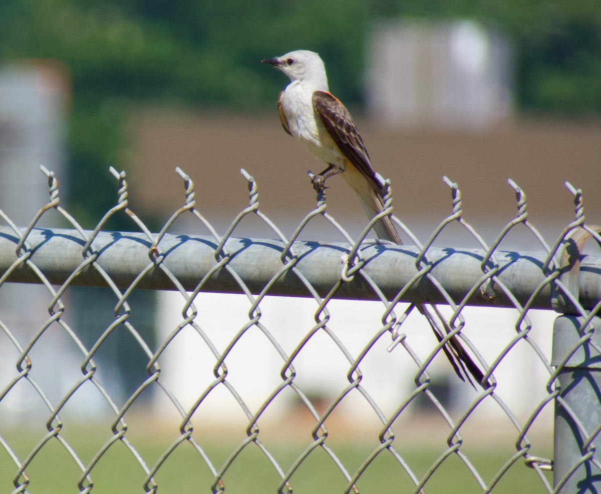 Scissor-tailed Flycatcher - ML620862984