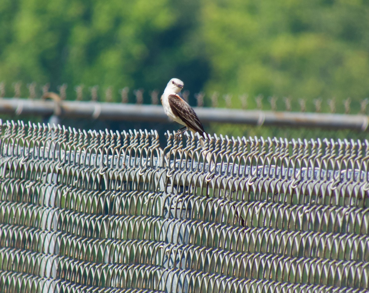 Scissor-tailed Flycatcher - ML620862990