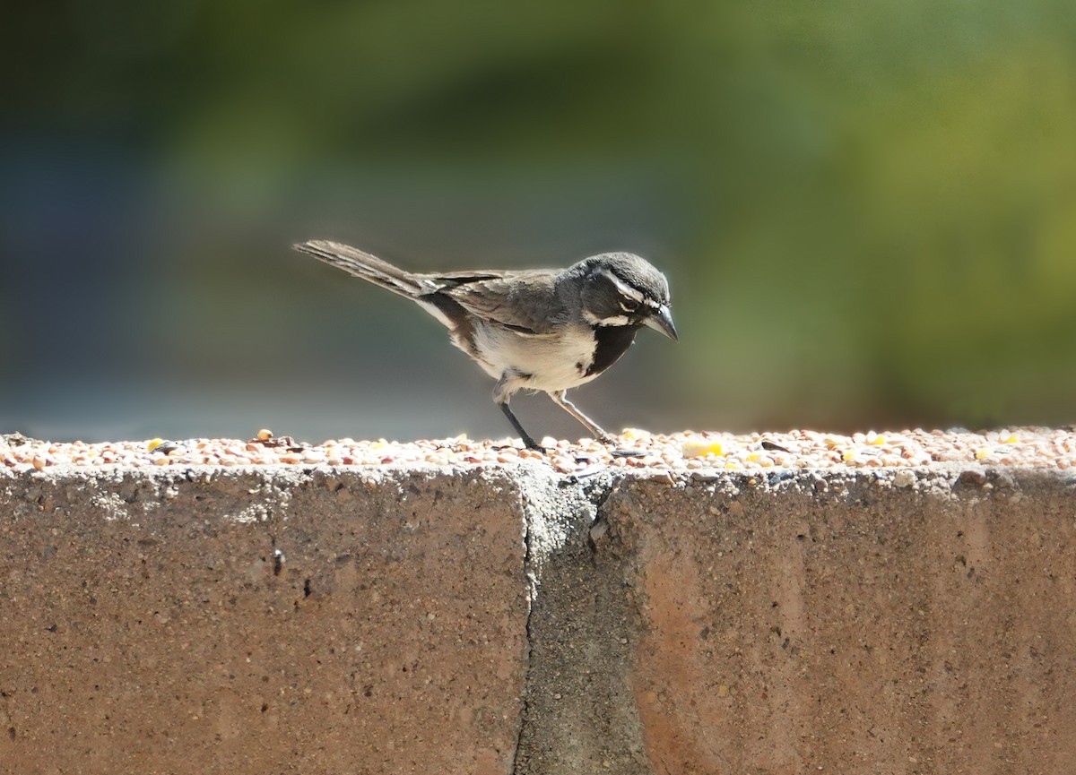 Black-throated Sparrow - ML620863013