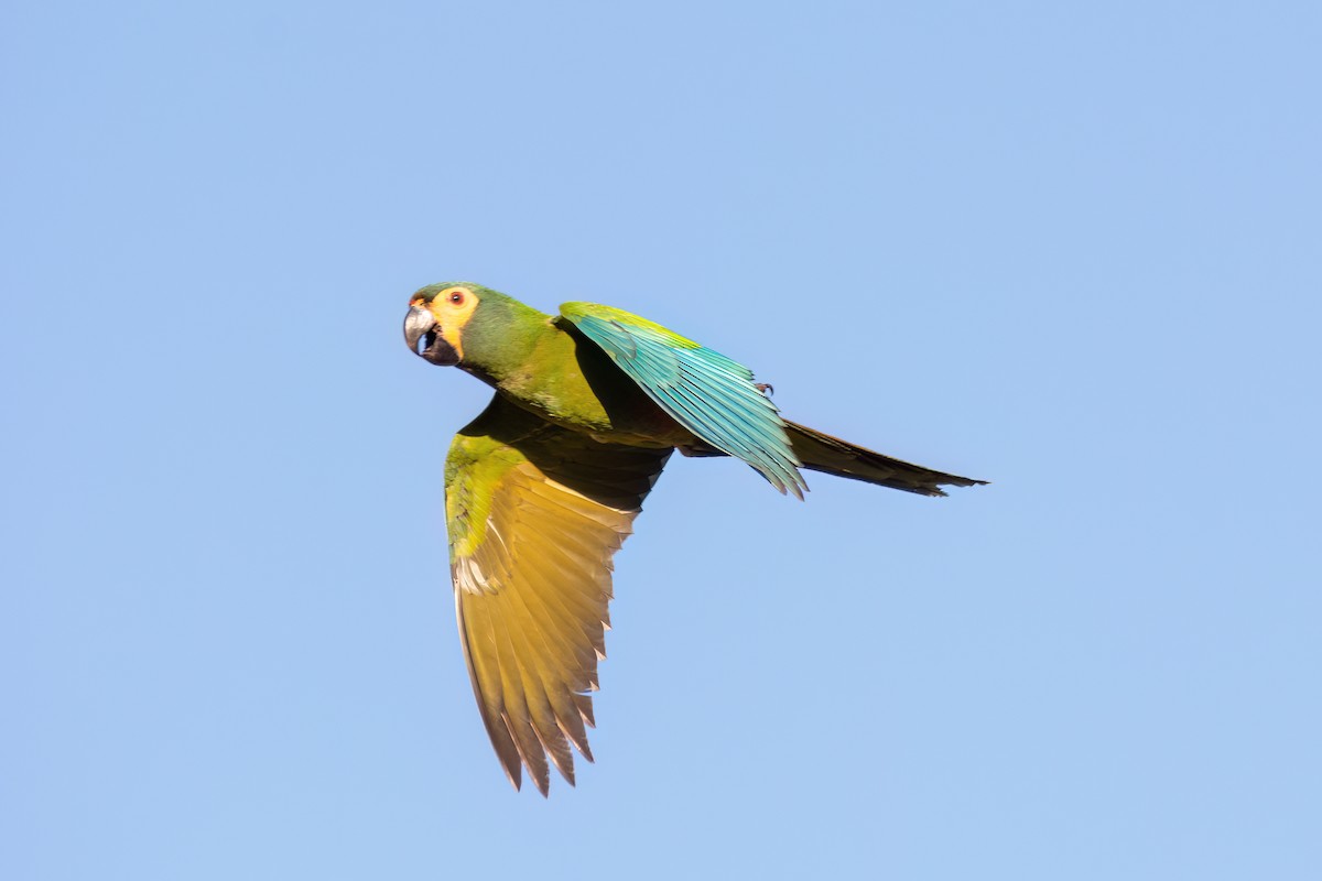 Blue-winged Macaw - ML620863030