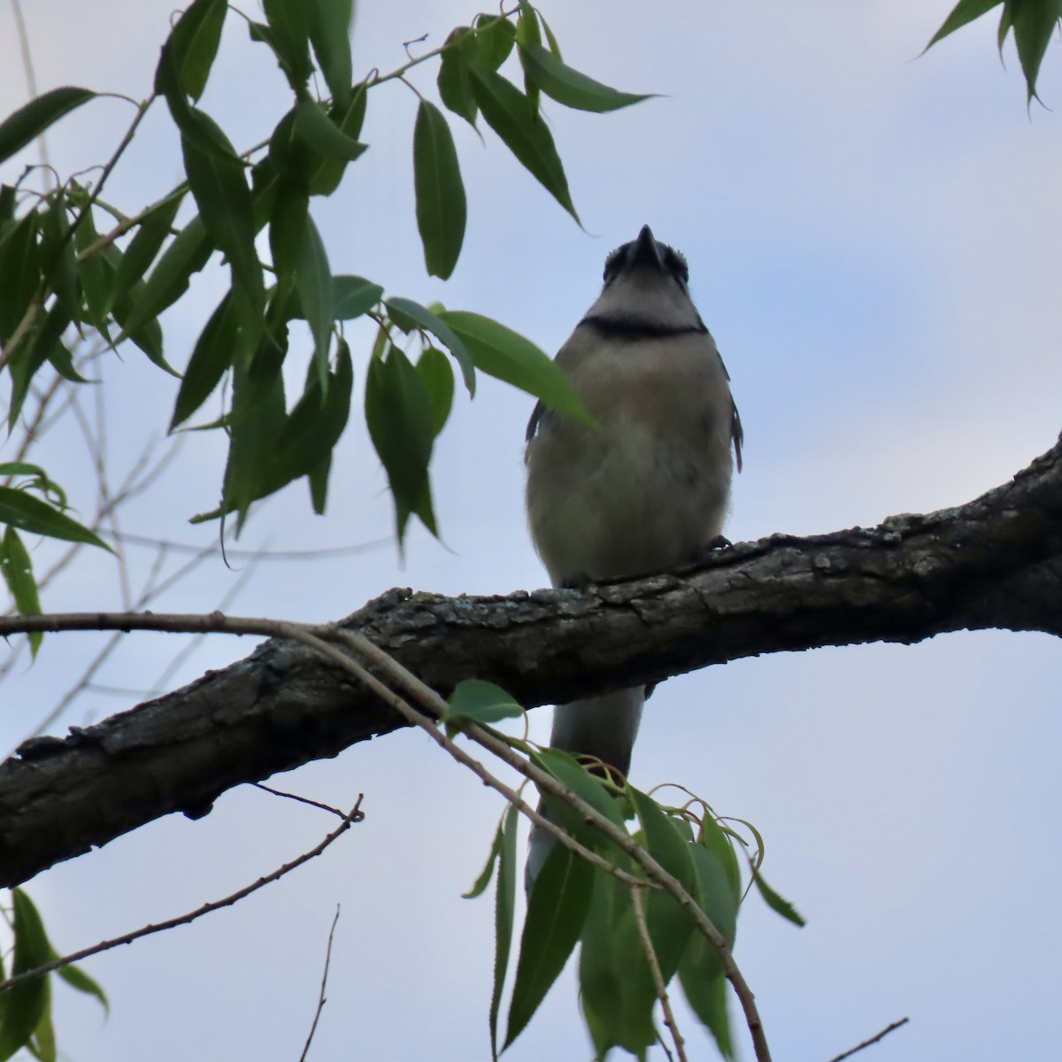 Blue Jay - ML620863033