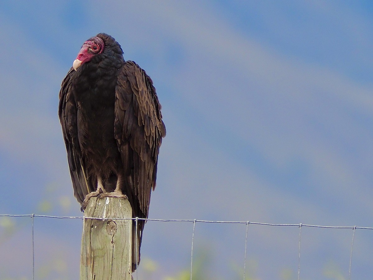 Turkey Vulture - ML620863040