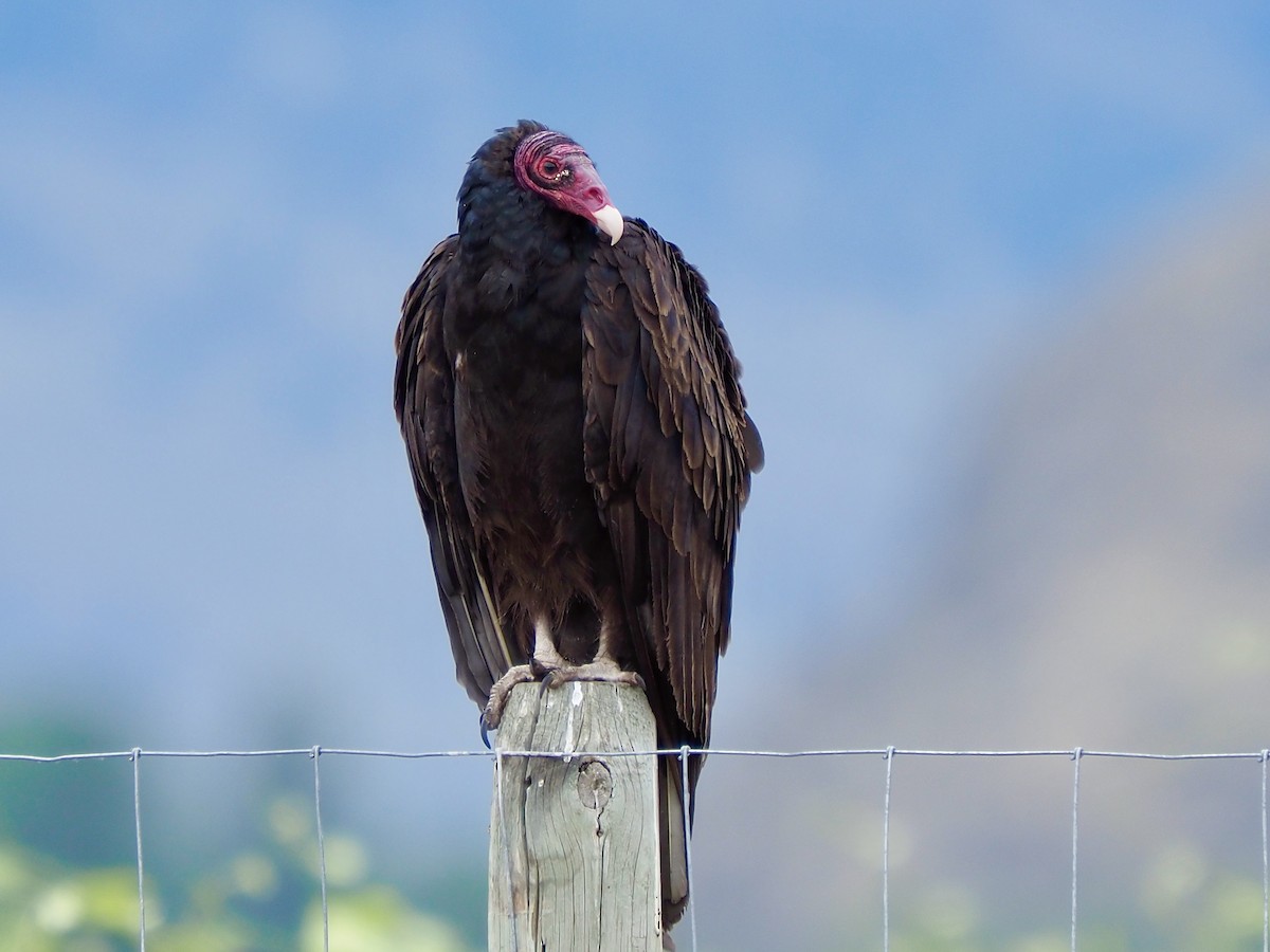 Turkey Vulture - ML620863045