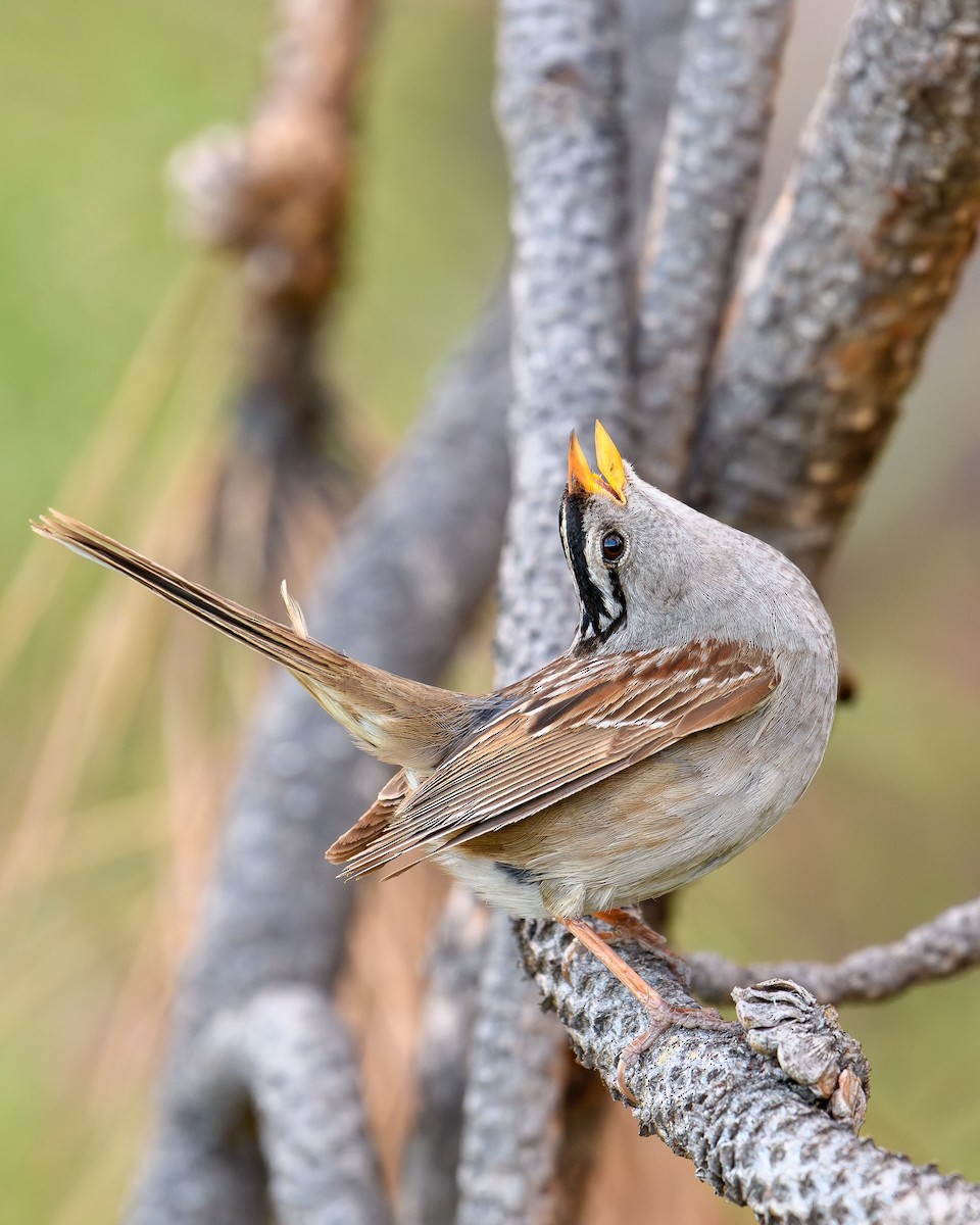White-crowned Sparrow - ML620863062