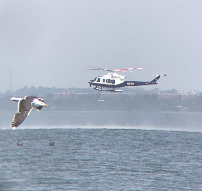 Great Black-backed Gull - ML620863074