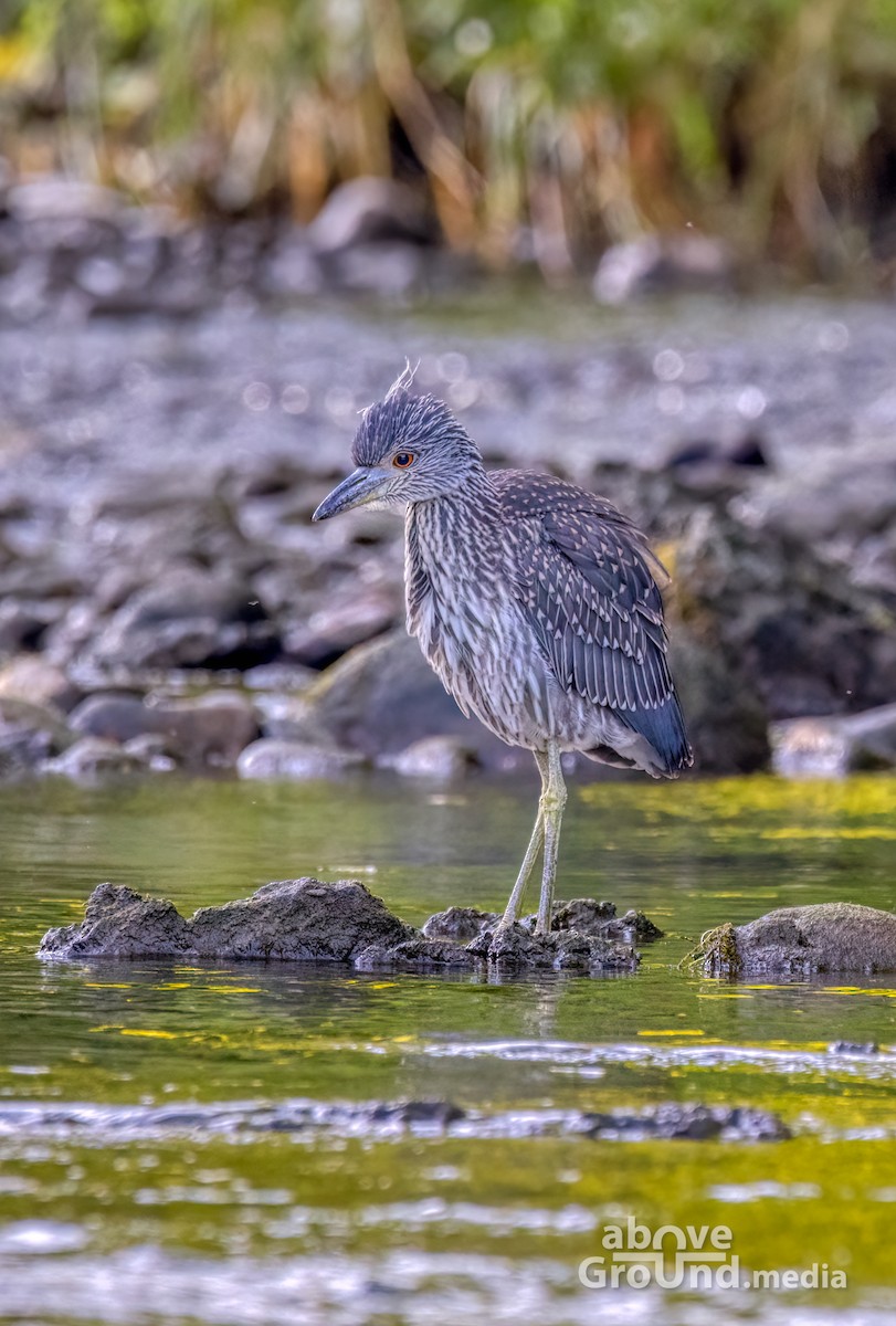 シラガゴイ - ML620863087