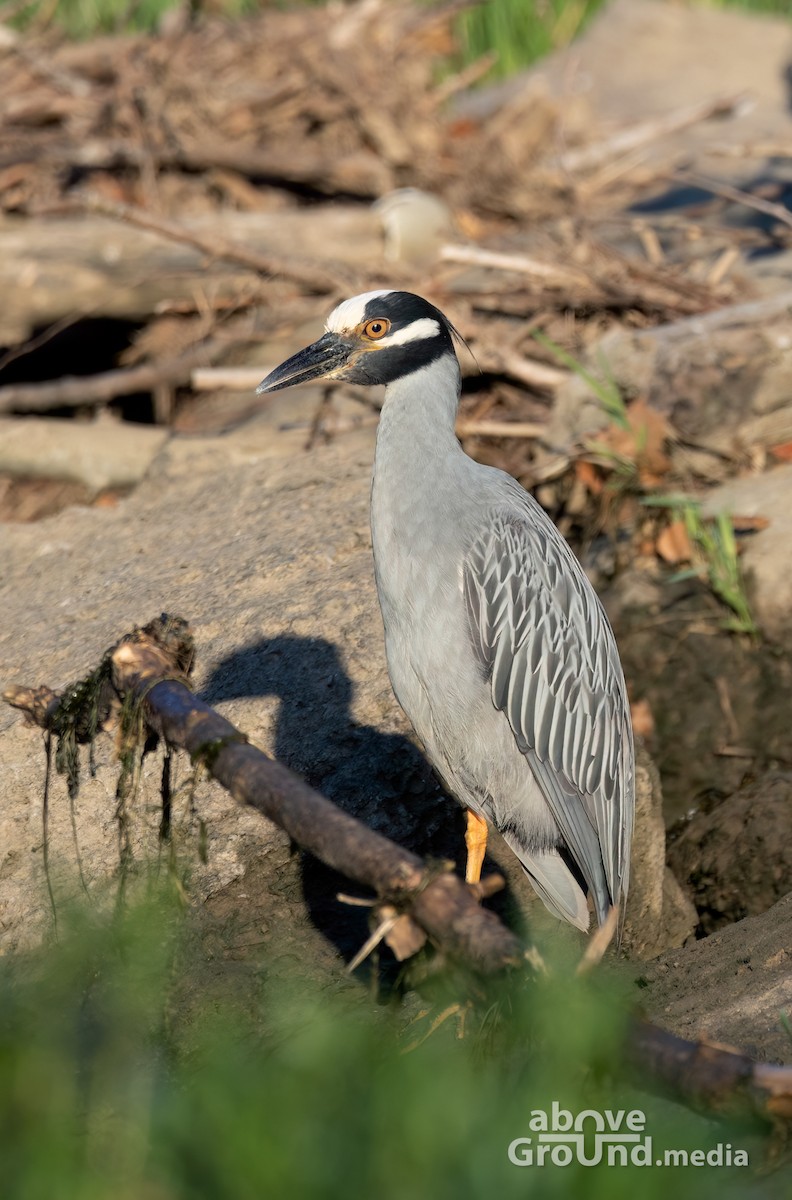 シラガゴイ - ML620863089