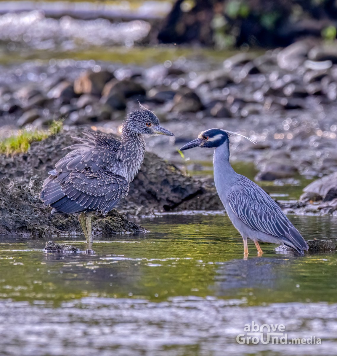 Yellow-crowned Night Heron - ML620863090