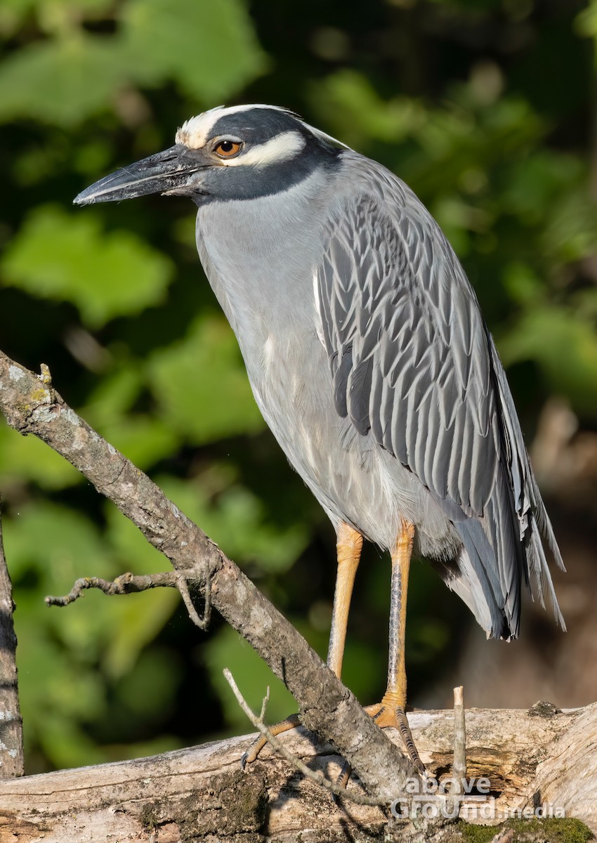 シラガゴイ - ML620863091