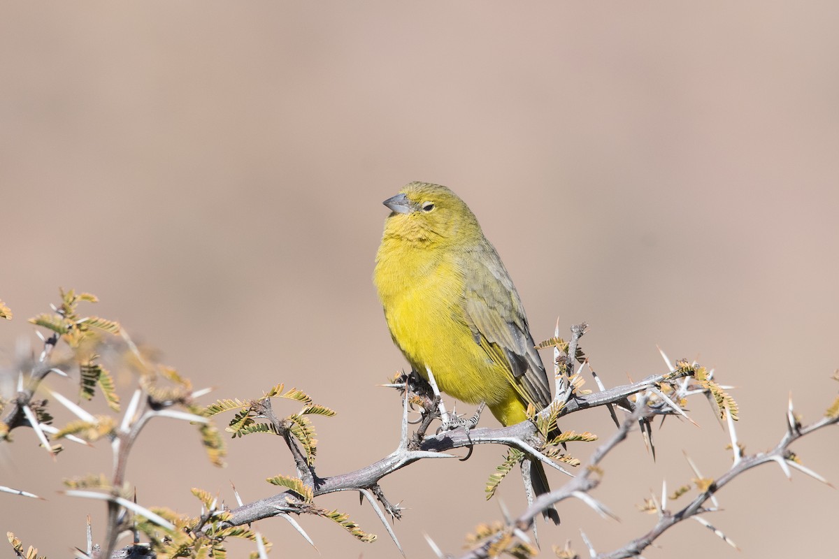 Greenish Yellow-Finch - ML620863109