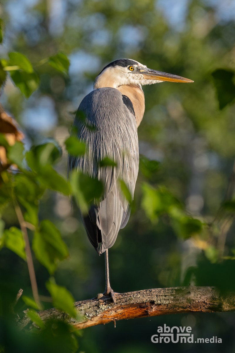 オオアオサギ - ML620863110