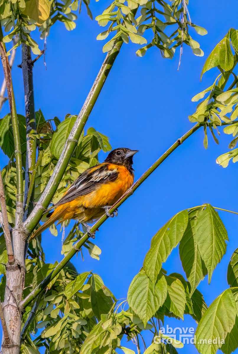 ボルチモアムクドリモドキ - ML620863113