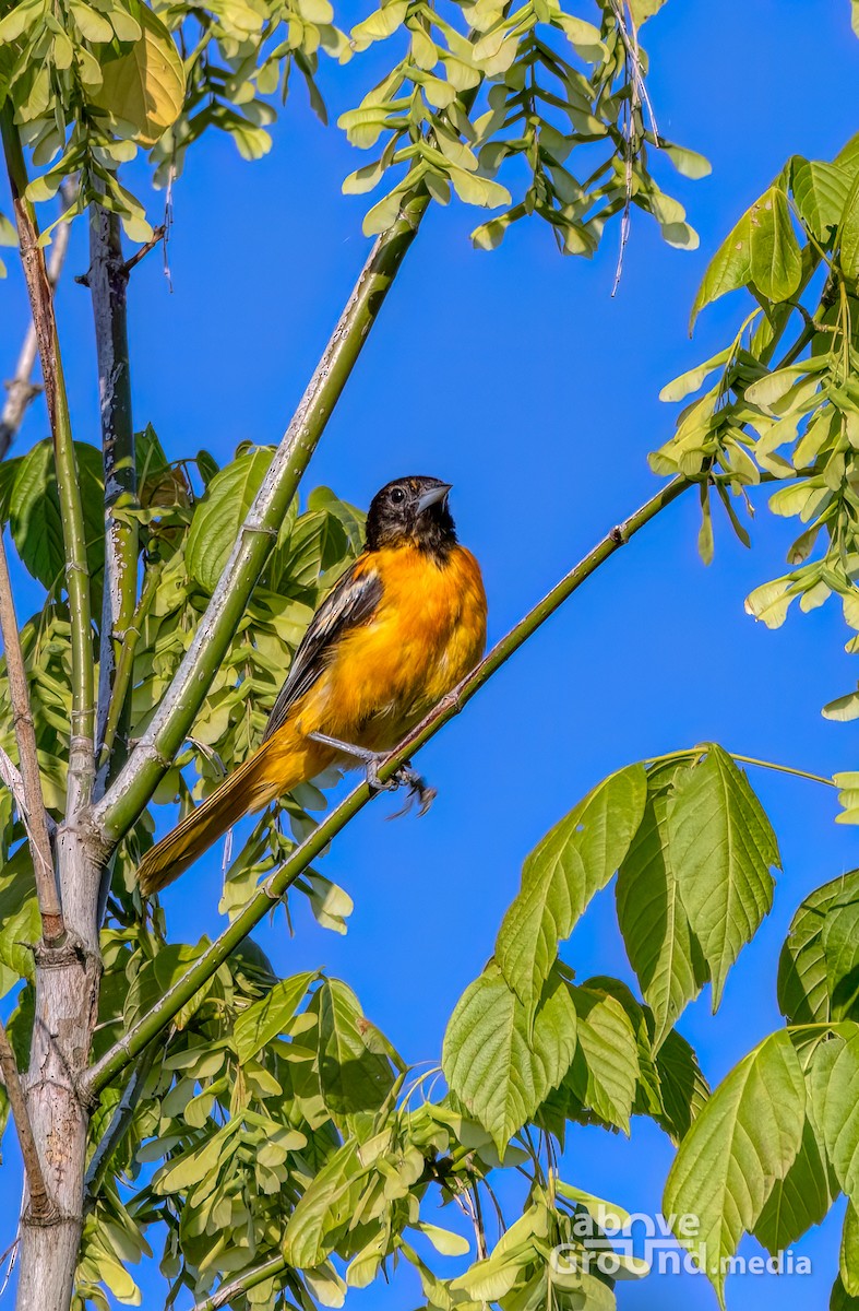 ボルチモアムクドリモドキ - ML620863114