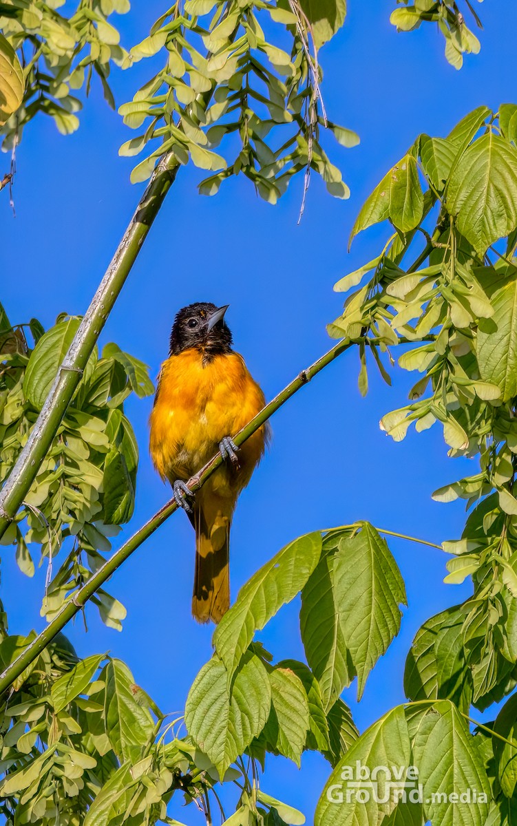 ボルチモアムクドリモドキ - ML620863115