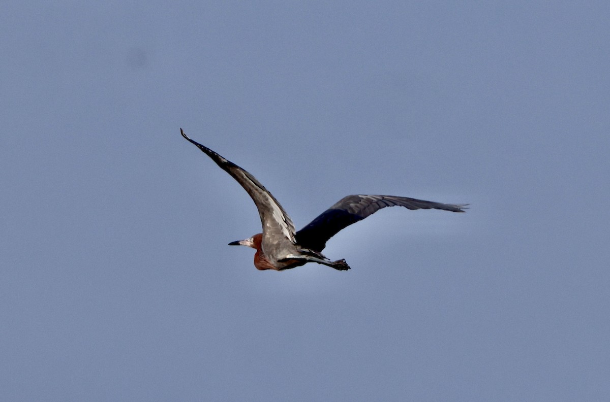 Reddish Egret - ML620863116