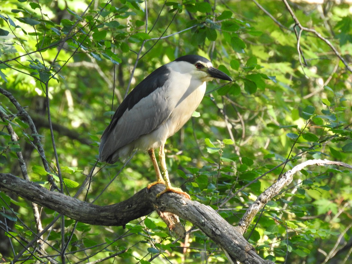 Black-crowned Night Heron - ML620863137