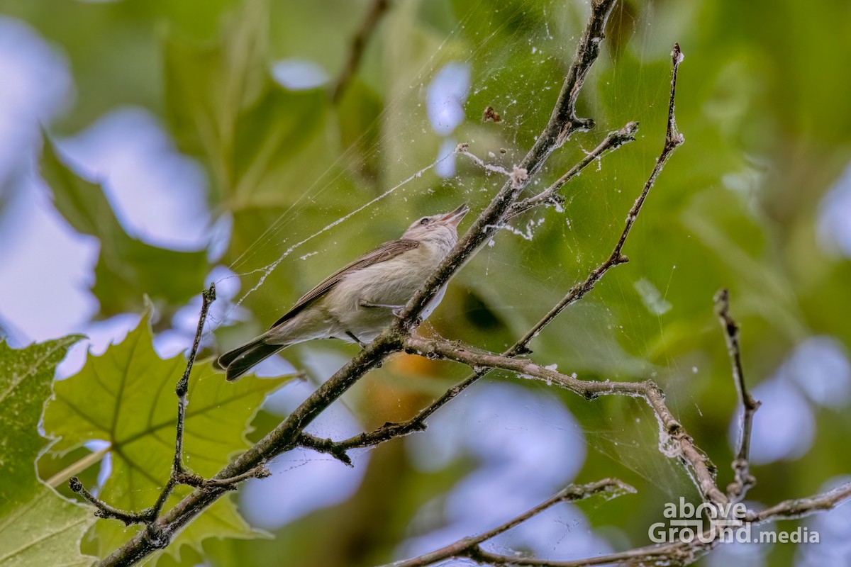 Eastern Warbling Vireo - ML620863144