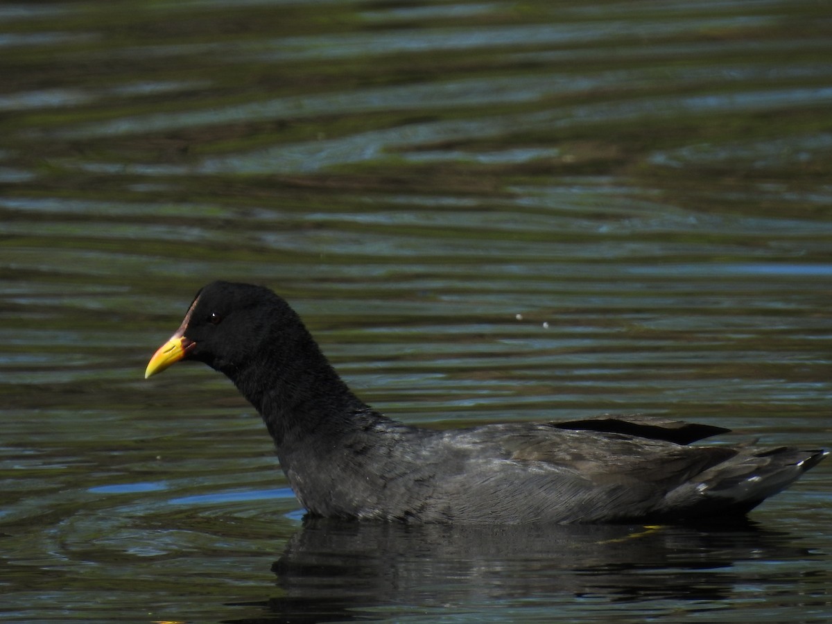 Red-fronted Coot - ML620863149