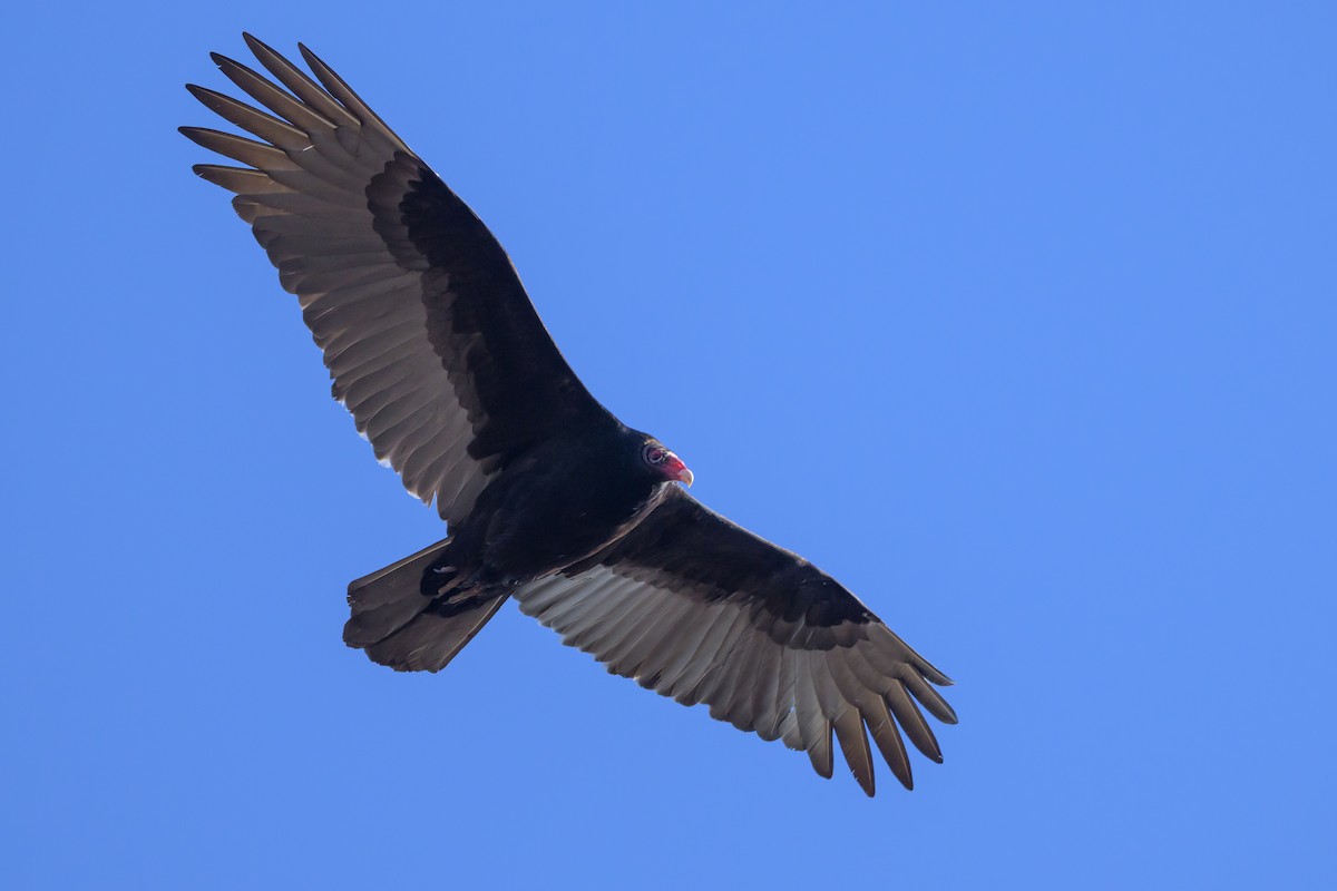 Turkey Vulture - Stephen Davies