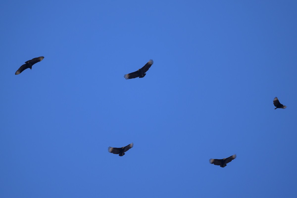 Black Vulture - ML620863174