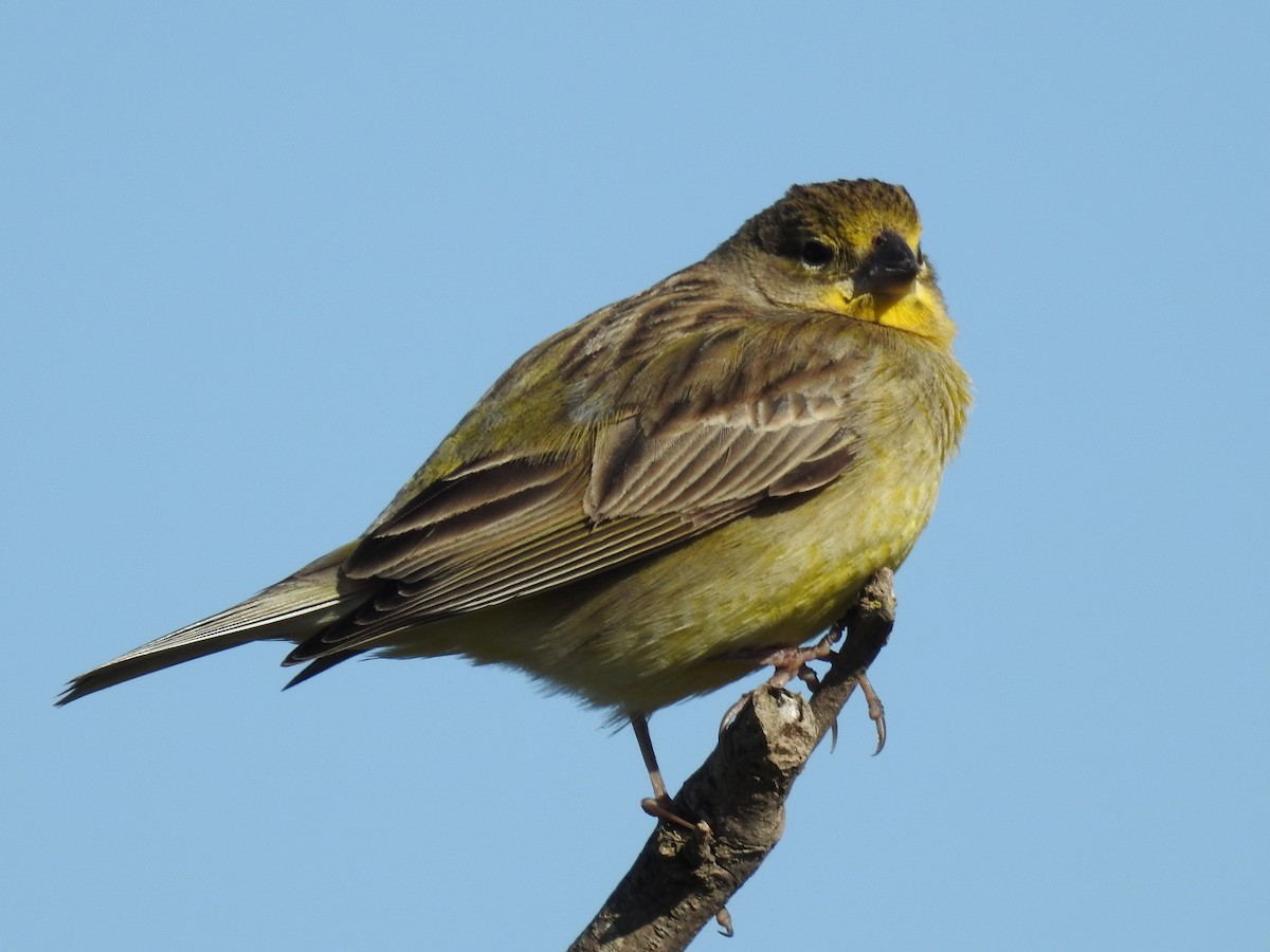 Grassland Yellow-Finch - ML620863183