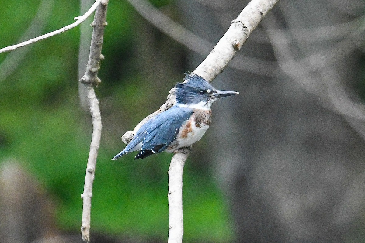 Belted Kingfisher - ML620863200