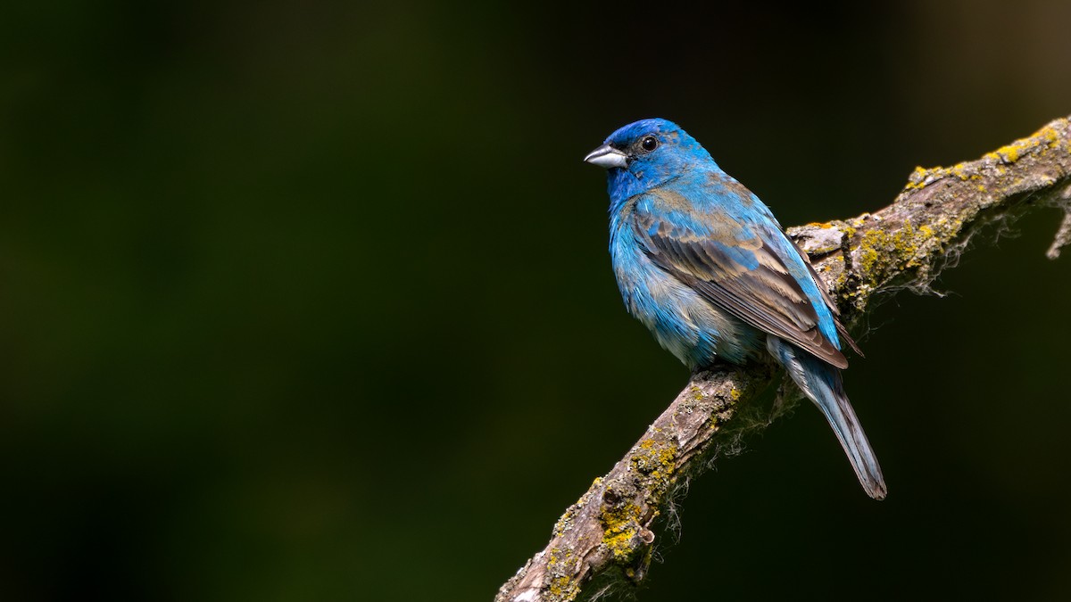 Indigo Bunting - ML620863223