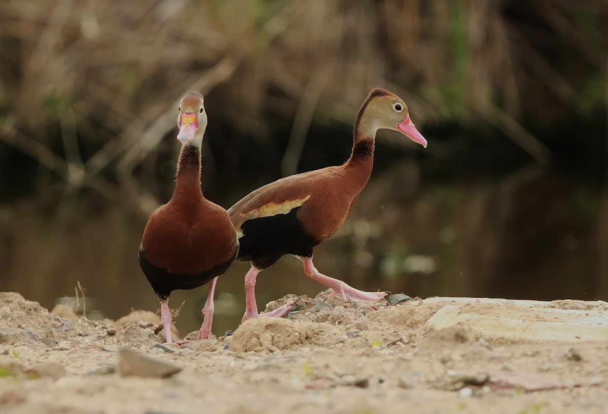 Black-bellied Whistling-Duck - ML620863227