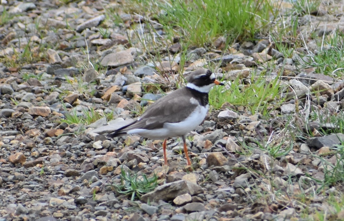 Common Ringed Plover - ML620863229
